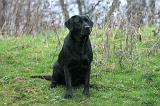 LABRADOR 1273